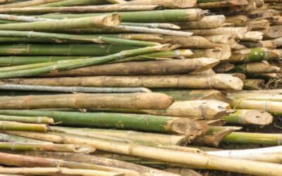 Bambus – wie nachhaltig ist er wirklich?