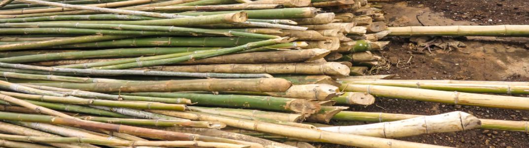 Naturrohstoff Bambus