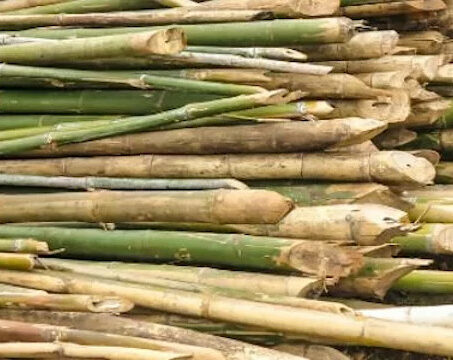Bambus – wie nachhaltig ist er wirklich?